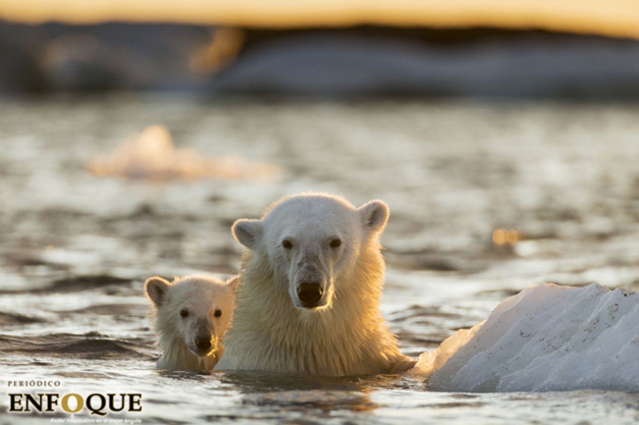 Oso Polar: ¿Por qué está en peligro de extinción?