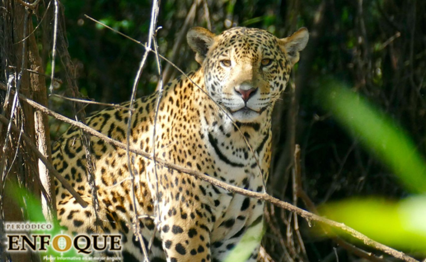 Jaguar Mexicano en peligro: sus colmillos y pieles se usan en china como afrodisíaco 