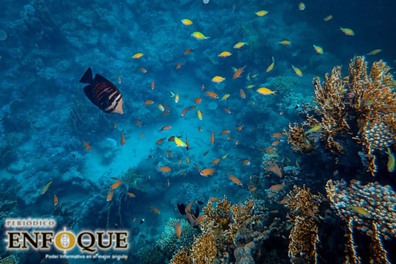 Estados Unidos permite la pesca en regiones protegidas 