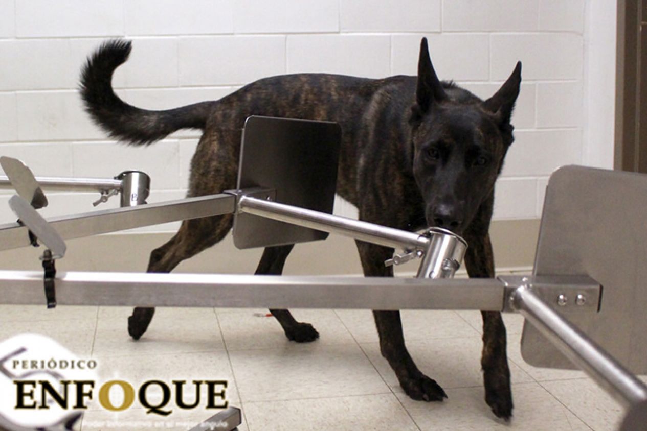 Perros podrían ser entrenados para detectar Covid-19