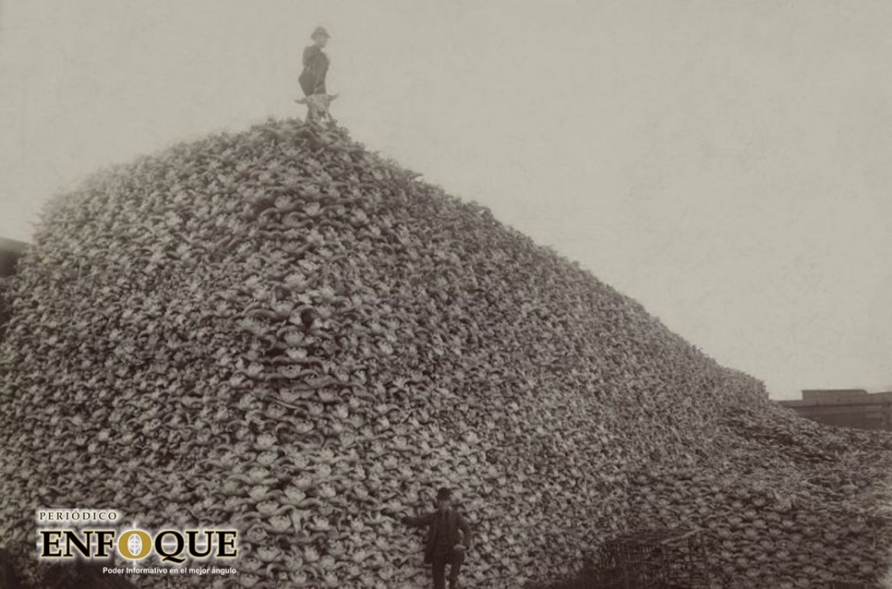 La historia de exterminio detrás de la fotografía con miles de cadáveres de bisontes