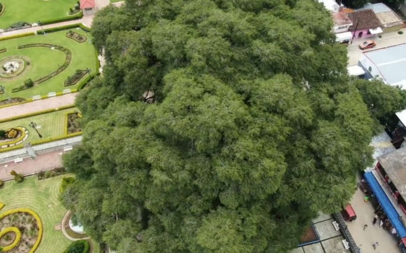 ¡Está en México! El árbol con el tronco más grueso del mundo