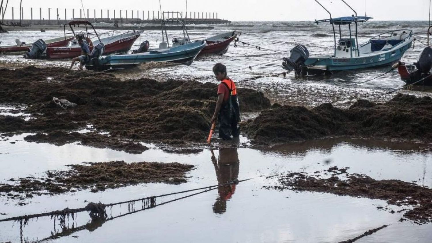Sargazo no da tregua, "inunda" Quintana Roo, se encuentra en nivel "excesivo"