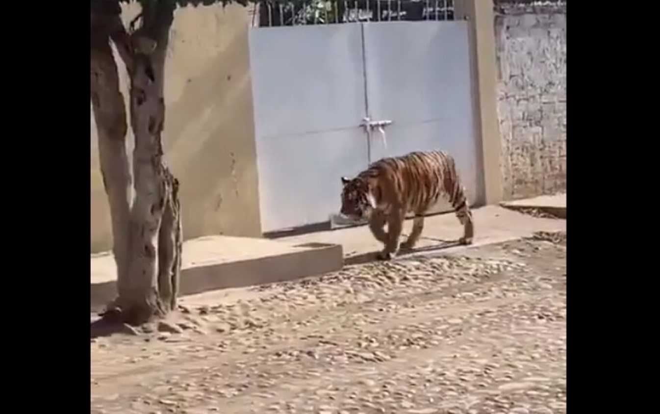 Habitantes de Nayarit se encontraron en las calles a tigre de bengala deambulando