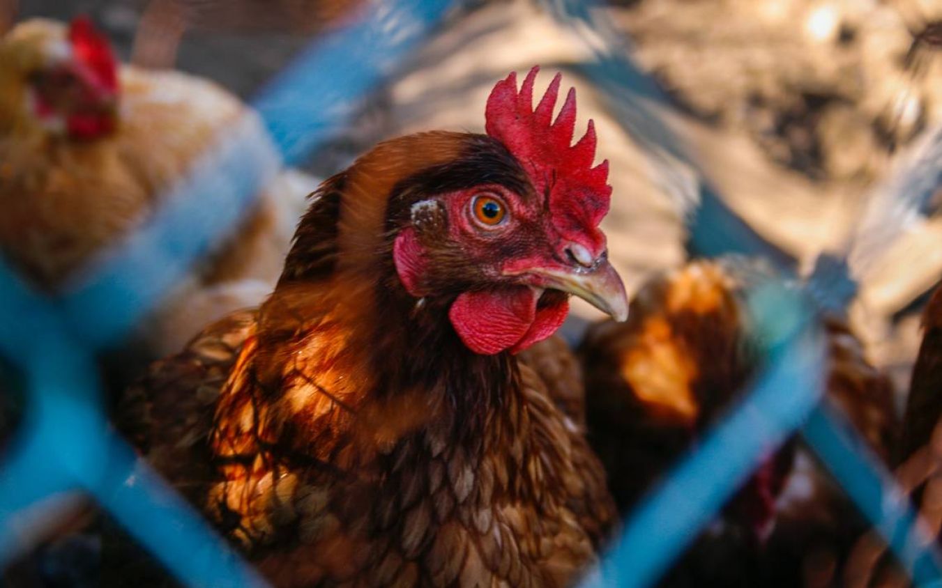 SENASICA emite cuarentena por presencia de gripe aviar en una granja en Jalisco