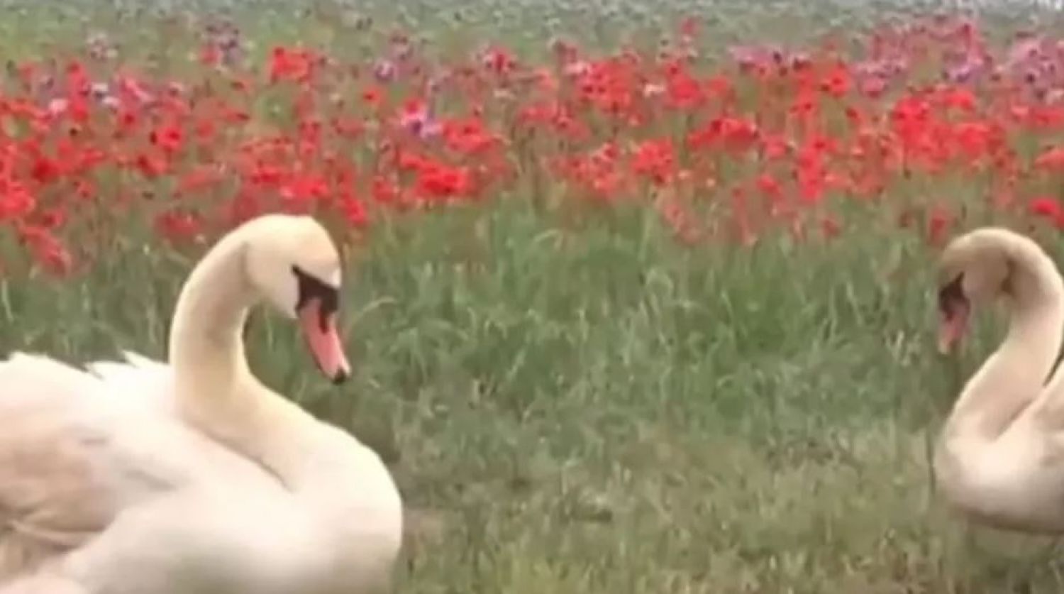 Cisnes consumen amapola y se vuelven adictos, han perdido la capacidad de volar (Vídeo)