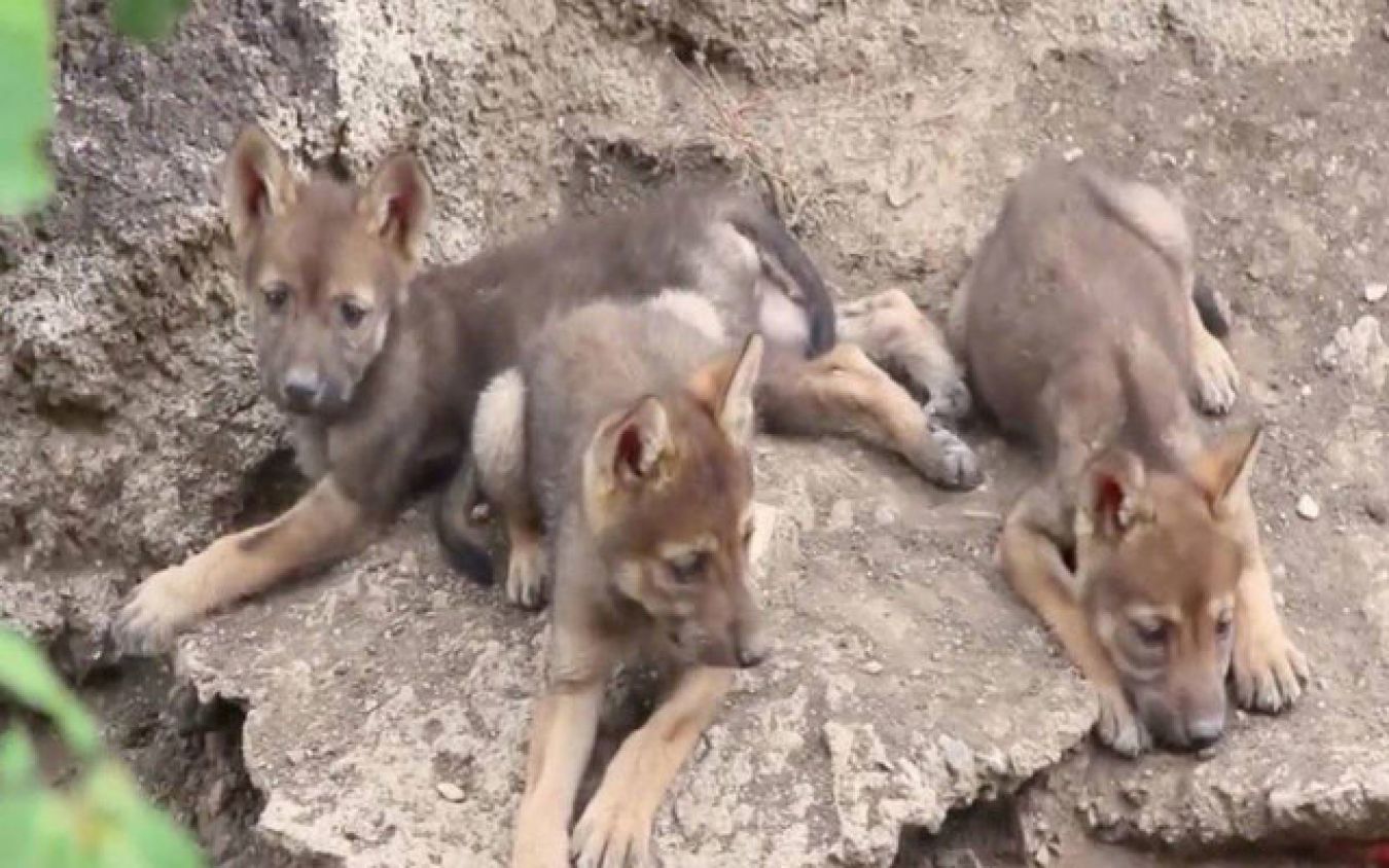Nacen Tres Cachorros de Lobo Gris Mexicano en Coahuila