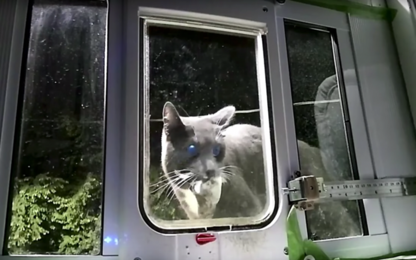Crean una puerta inteligente para gatos