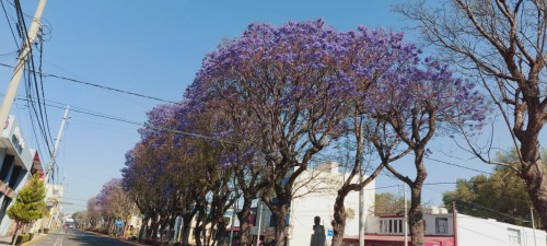  Denuncias vecinales evitan tala de jacarandas para Nueva Plaza Comercial en Puebla