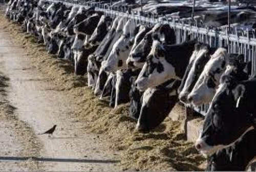 Primer caso de gripe aviar en EU, fue contagiado por vaca lechera