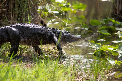 El papel crucial de los caimanes americanos en la restauración de los Everglades