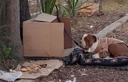 Buscan hogar para perrita abandonada cerca de la Basílica de Guadalupe; ¡ayuda ahora!