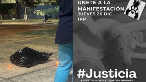 Denuncian crueldad animal en Michoacán: petardos y envenenamientos masivos