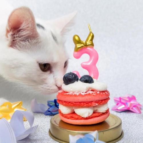 Qué se celebra hoy 20 de febrero en México y el mundo: hoy es el Día Internacional del Gato