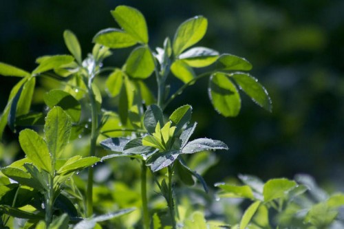 La planta medicinal que alivia la anemia y el colesterol