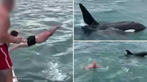 Multan a hombre que saltó contra una orca en Nueva Zelanda