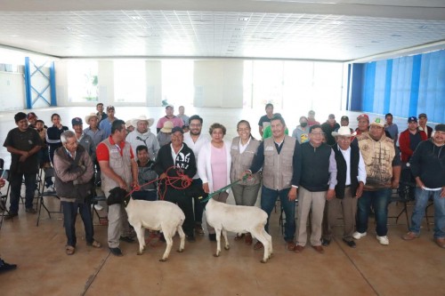 Atlixco impulsa la ganadería con entrega de ovinos sementales a ganaderos