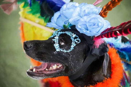 Reconocimiento a los fieles amigos caninos en el Festival Sendero AlMictlán