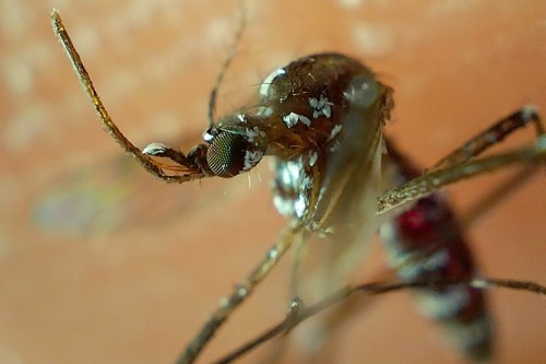 Dengue en Puebla: 4,206 casos en 78 municipios; Salud llama a prevenir contagios