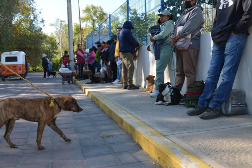 Inició Armando Aguirre Jornada de Esterilización de mascotas