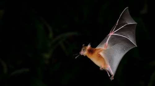 Semana de los Murciélagos: Cómo proteger a estos héroes del ecosistema