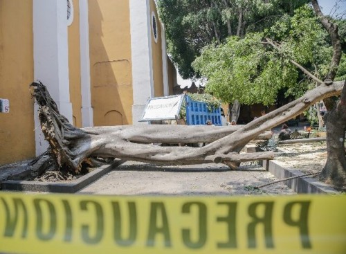 Ayuntamiento de Puebla revisará dictamen para retiro de árboles y prepara plan para Día de Muertos