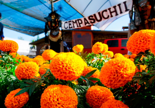 Las flores de cempasúchil conquistan Nueva York en el Día de Muertos