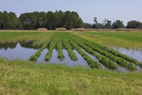 UF/IFAS solicita a productores reportar daños por huracán Helene en encuesta