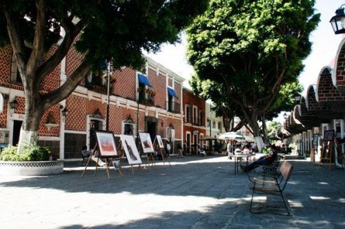 Analizan Árbol en el Barrio del Artista para Prevenir Riesgos por Raíces