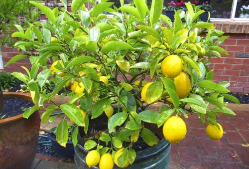 Cómo sembrar un árbol limonero: 5 consejos para obtener una gran cosecha