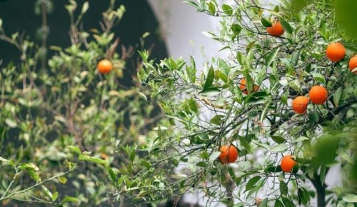 Cómo cultivar un naranjo en maceta y obtener frutos en casa fácilmente