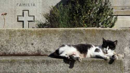 Campaña en Puebla busca proteger fauna que habita en el Panteón Municipal