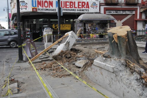 Reforestarán el parque Sor Juana Inés de la Cruz con siete nuevos árboles