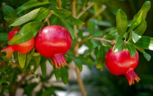 La granada, la fruta estrella del otoño