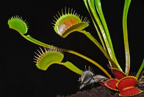 Qué son las plantas carnívoras