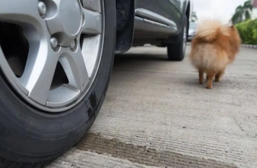 Por qué los perros orinan en llantas