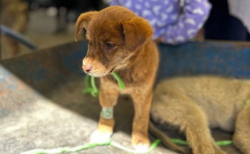 Gobierno de Puebla busca regular la venta de animales