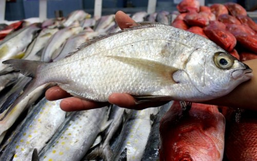 Decomisan más de 4 mil toneladas de producto pesquero ilegal