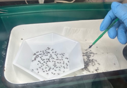 ¿Qué es el virus del Oropuche y por qué generó alarma en Estados Unidos?