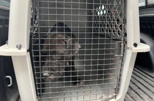 Gobierno de Puebla registra más de 10 mil denuncias por maltrato animal en menos de un año