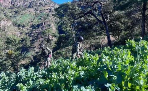 Marina erradica plantíos de amapola en Nayarit: más de 2 millones de matas destruidas