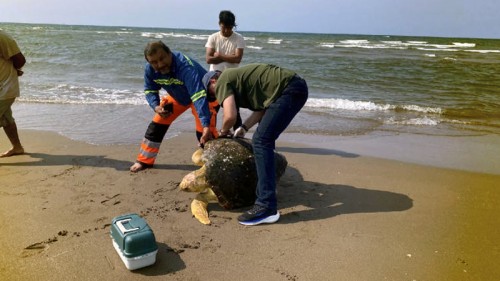 Ambientalistas rescatan tortuga caguama en estado crítico en Coatzacoalcos