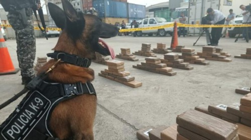 Perro policía halla 200 kg de cocaína en Ensenada; hay más detenidos