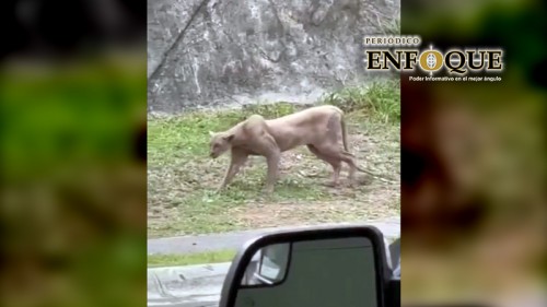 Puma sorprende en zona residencial: caza a un gato en segundos