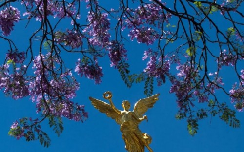 Ricardo Salinas Pliego premia la mejor foto de jacarandas