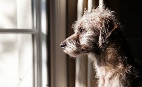 Millones de perros sin hogar en México: la adopción como solución