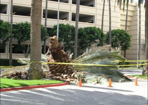 Una amenaza silenciosa para las palmeras