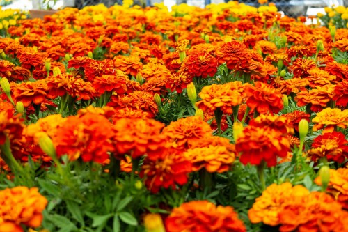 Puebla impulsa reciclaje de flores de cempasúchil con modelo de economía circular