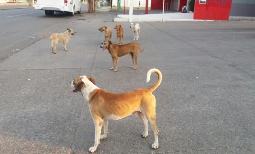 Aumentan los casos de perros atropellados en Puebla por lluvias y falta de responsabilidad ciudadana