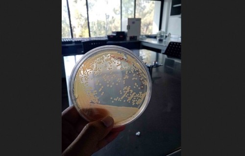 Microbios que desafían la contaminación del Río Santiago